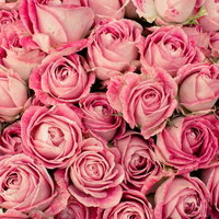 渦巻き状の花びらが密集するピンクの薔薇のテクスチャーの写真