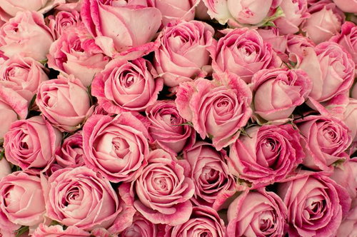 渦巻き状の花びらが密集するピンクの薔薇のテクスチャー