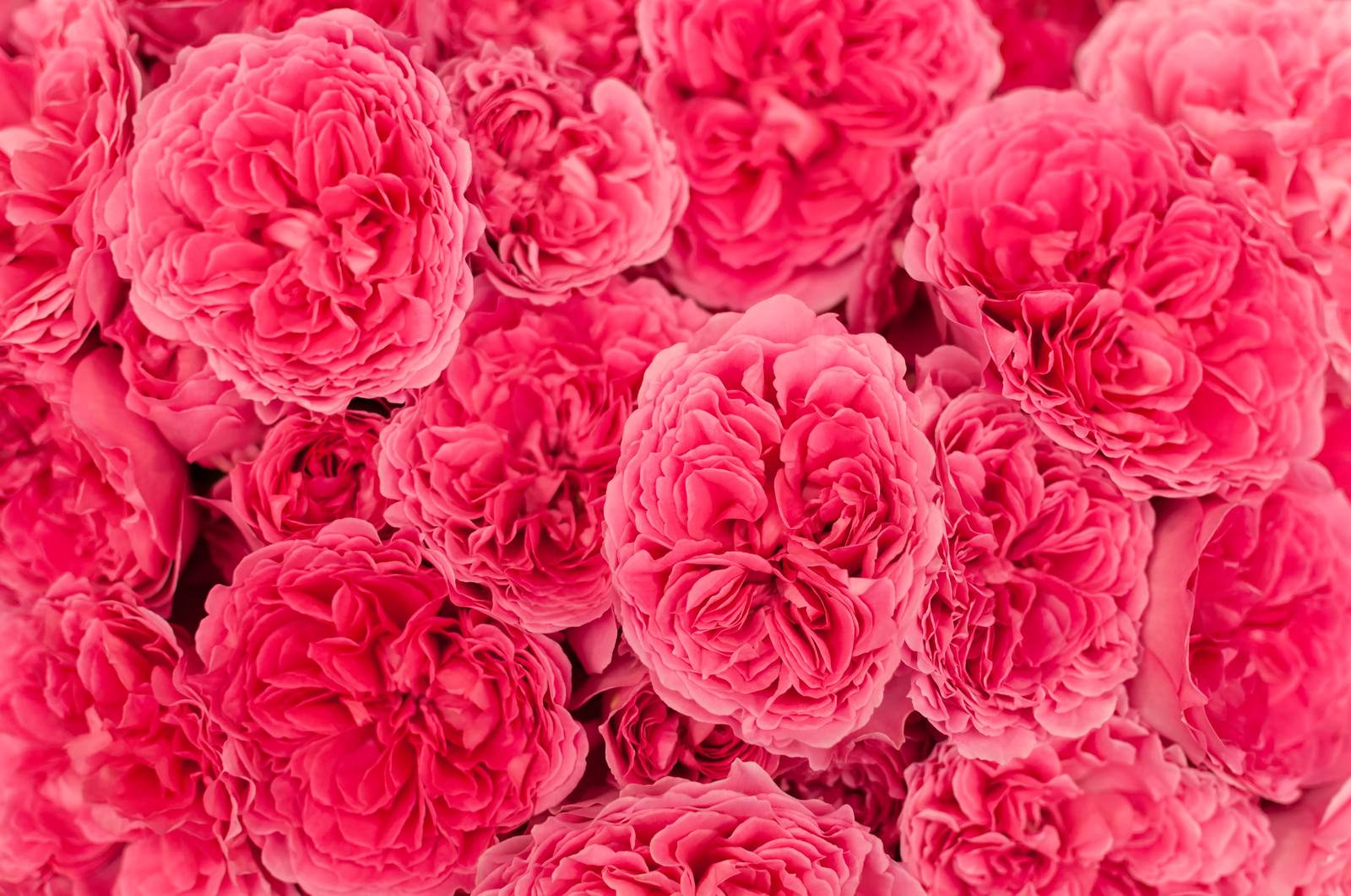 ピンク色の花びらが密集して重なるバラのテクスチャー