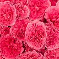 ピンク色の花びらが密集して重なるバラのテクスチャーの写真