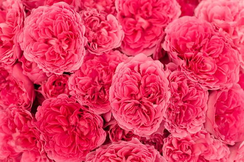 ピンク色の花びらが密集して重なるバラのテクスチャー