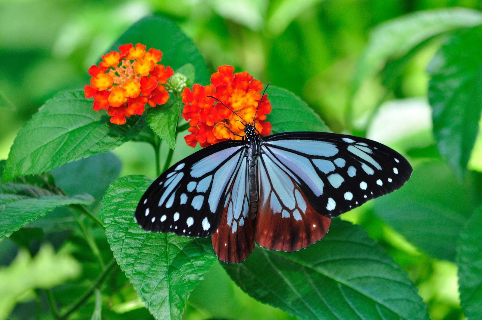 ランタナの花で蜜を吸うアサギマダラ