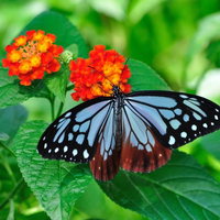 赤い花の蜜を吸うアサギマダラ、黒と水色の翅を持つ蝶のマクロ撮影の写真