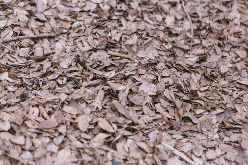 地面を覆う一面の落葉と枯葉が積み重なった秋の風景