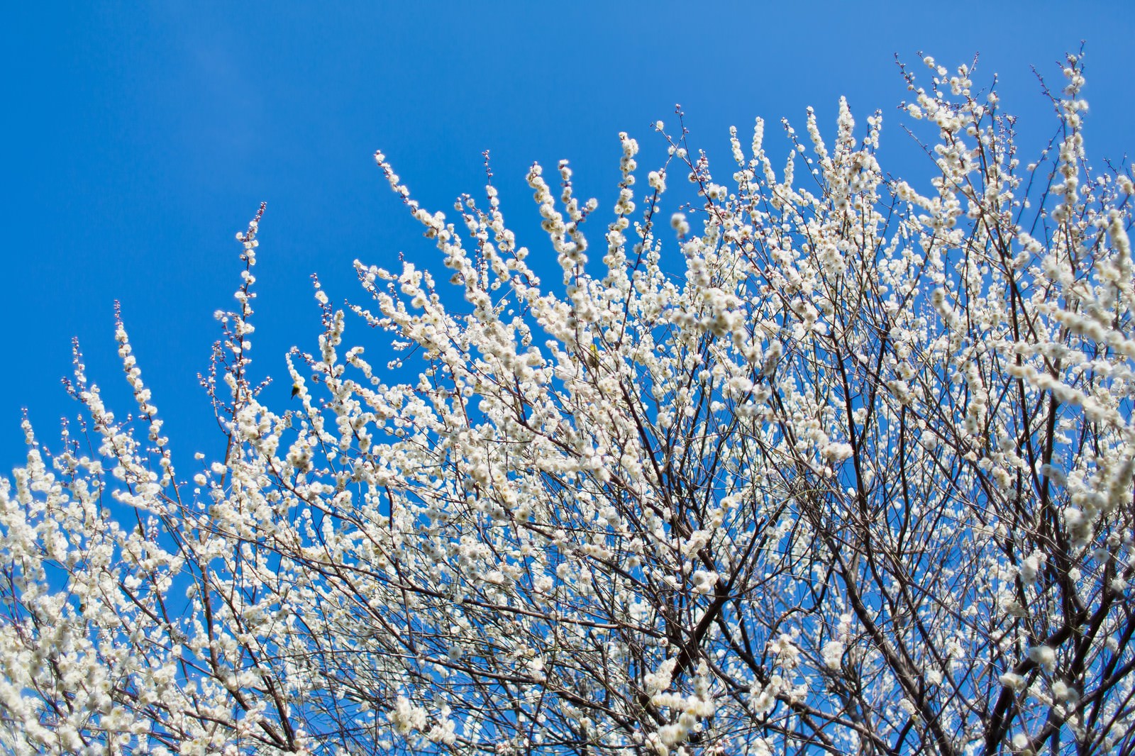 青空に咲く梅の花