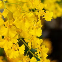 黄色い花びらが蝶のように広がるオンシジュームの蘭の写真