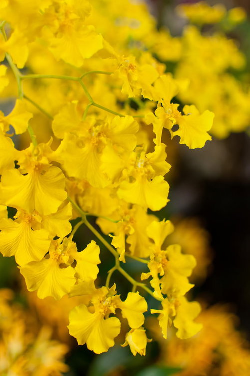 黄色い花びらが蝶のように広がるオンシジュームの蘭