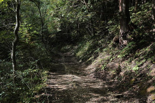 緑に覆われた馬車道の登山道（安達太良山）
