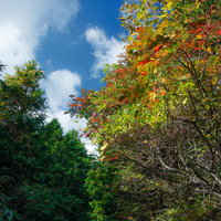 安達太良山の馬車道で秋の紅葉に染まる林道の写真