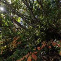紅葉が彩る秋の登山道、安達太良山の馬車道で差し込む光芒の写真