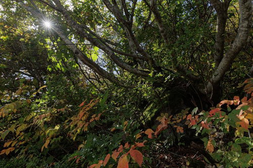 紅葉が彩る秋の登山道、安達太良山の馬車道で差し込む光芒