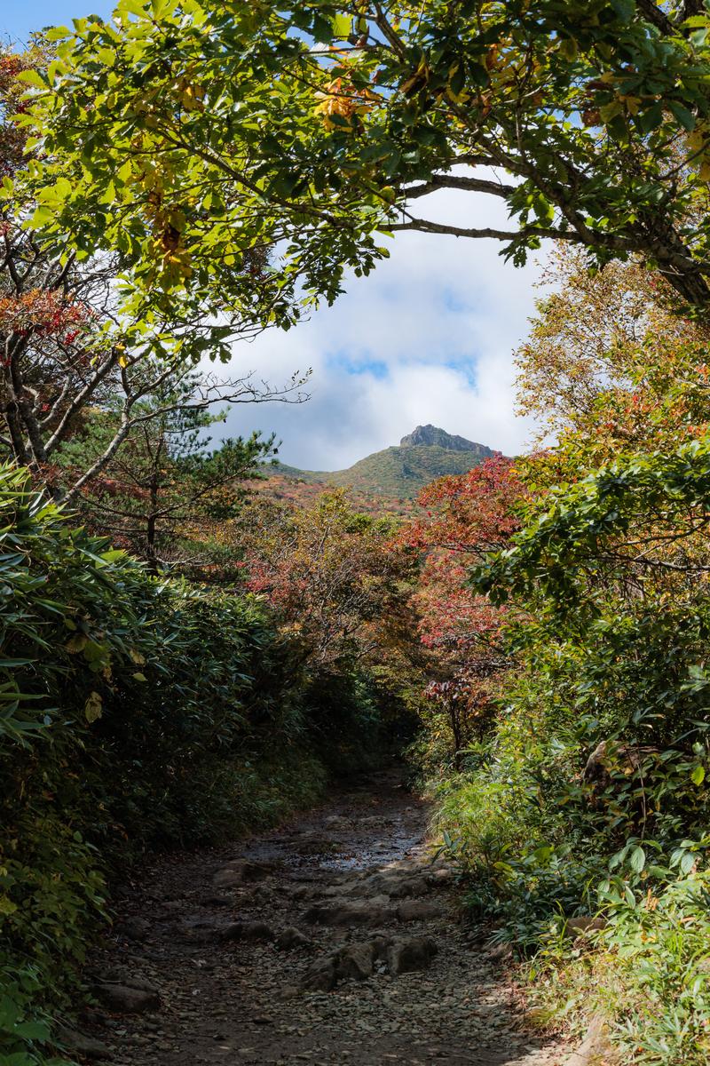 秋の安達太良山の馬車道で、色付いた樹木がトンネルのようにアーチを作り、奥に山々が見える