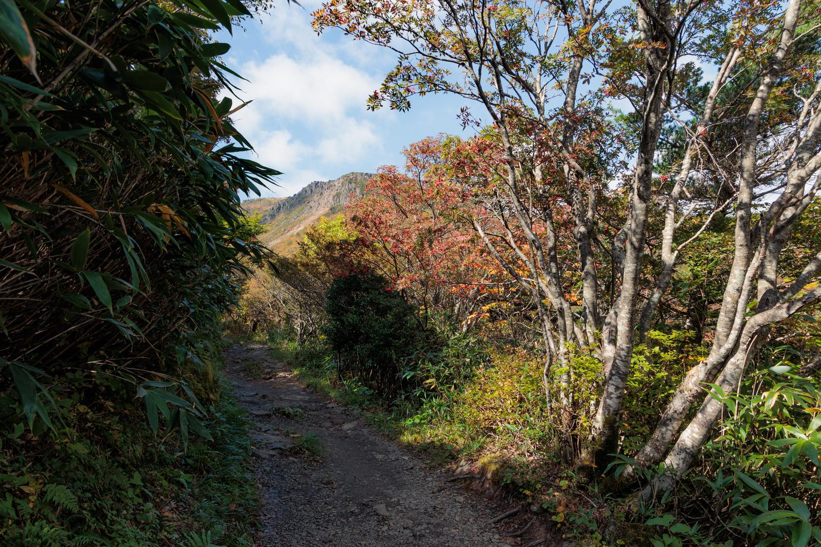 白樺の樹に囲まれた秋の登山道。赤茶色に紅葉した樹の間を進む路。奥に山が見える。