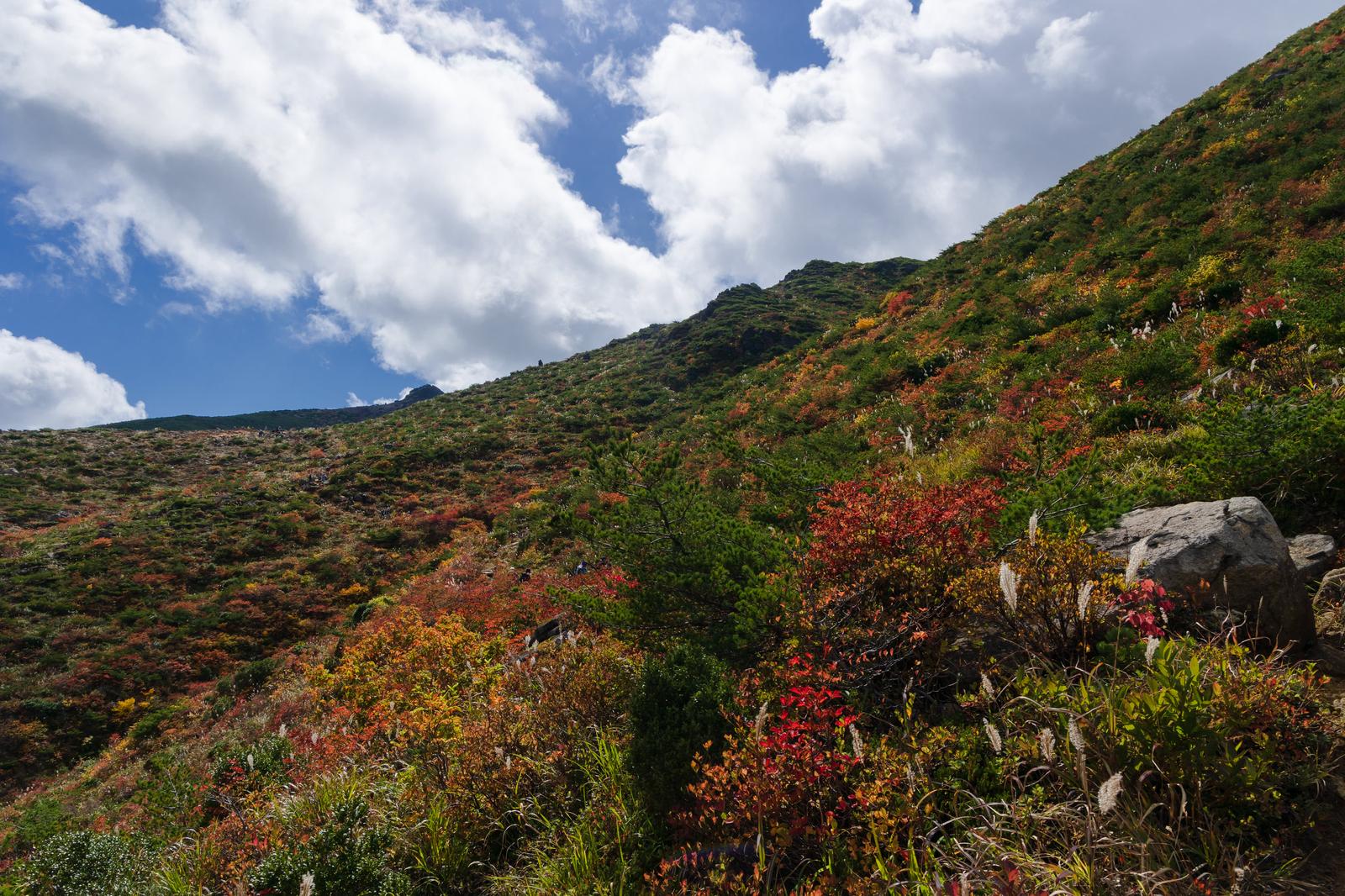秋に色付いた低木や灌木が斜面に広がる安達太良山峰の辻の登山道