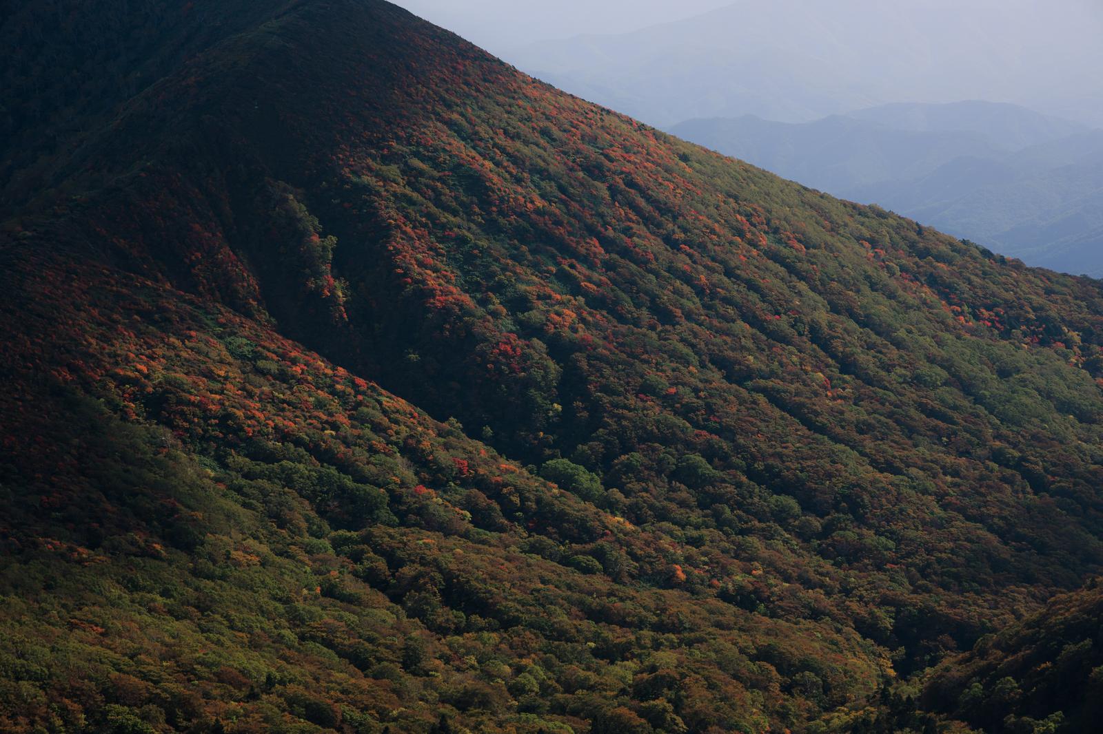 和尚山から眺める安達太良山の斜面を覆う紅葉する樹木