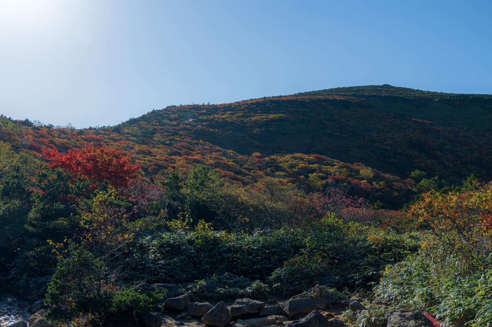 安達太良山の五葉松平で色づく雑木林の紅葉風景