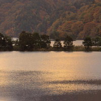 朝焼けに照らされる秋元湖の紅葉と湖面の金色の反射の写真