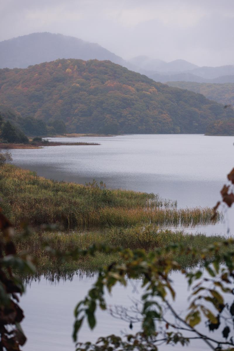 秋に色づいた山々に囲まれた秋元湖を、手前の木の枝と草越しに見た風景