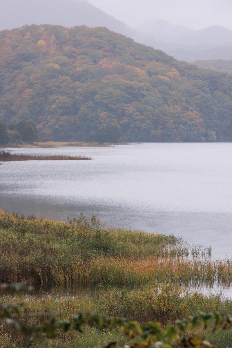 秋元湖の湖畔で、紅葉した対岸の山々と手前の葦が静かな湖面に映る景色