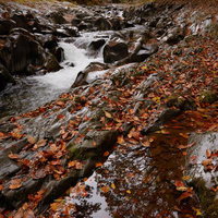 紅葉と落ち葉に覆われた中津川渓谷の秋の流れの写真
