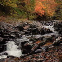 秋の中津川渓谷、紅葉と清流が織りなす渓谷風景の写真