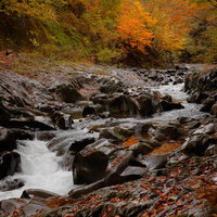中津川渓谷の秋の風情、岩肌を流れ落ちる清流と紅葉の写真