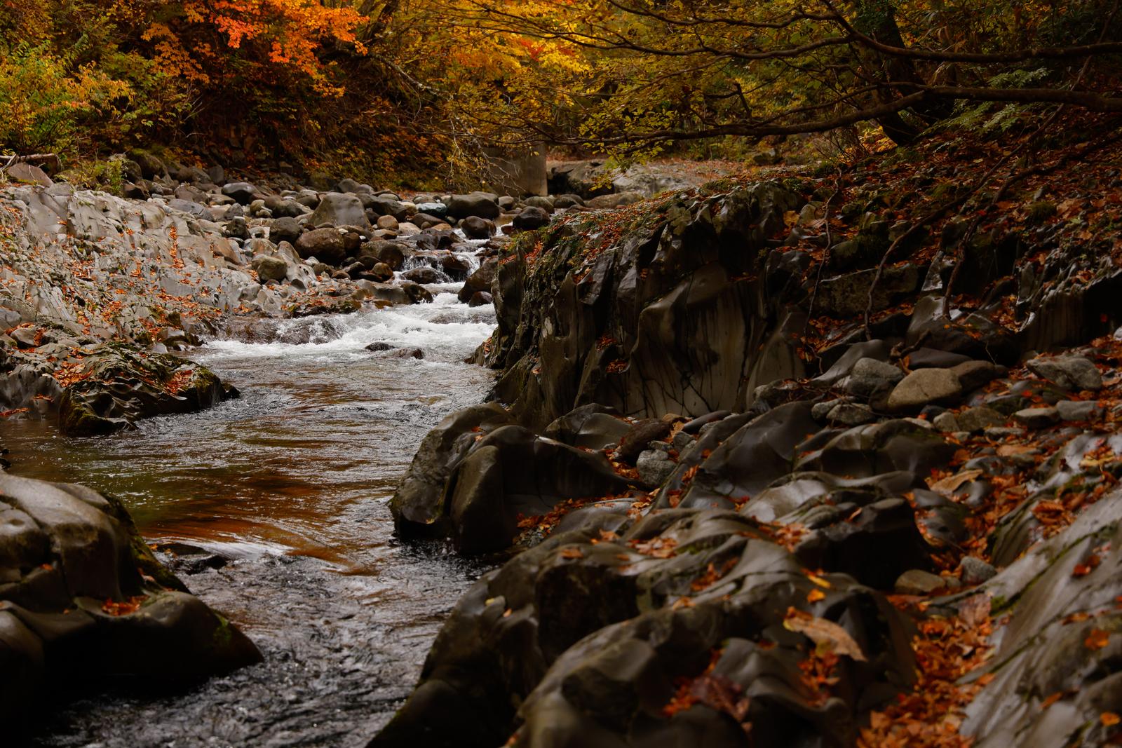 秋の中津川渓谷で、落ち葉に覆われた岩場と流れる清流。背景に紅葉が色づいている