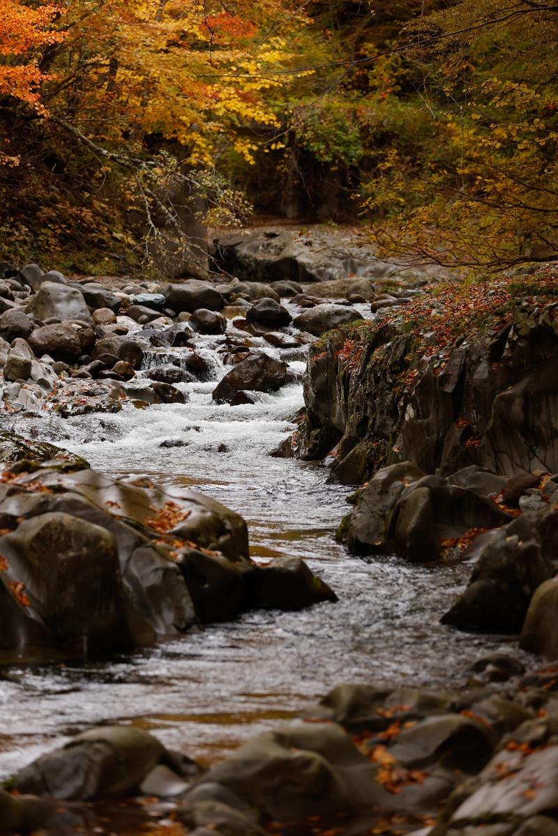 紅葉に囲まれた中津川渓谷を流れる秋の清流と岩場