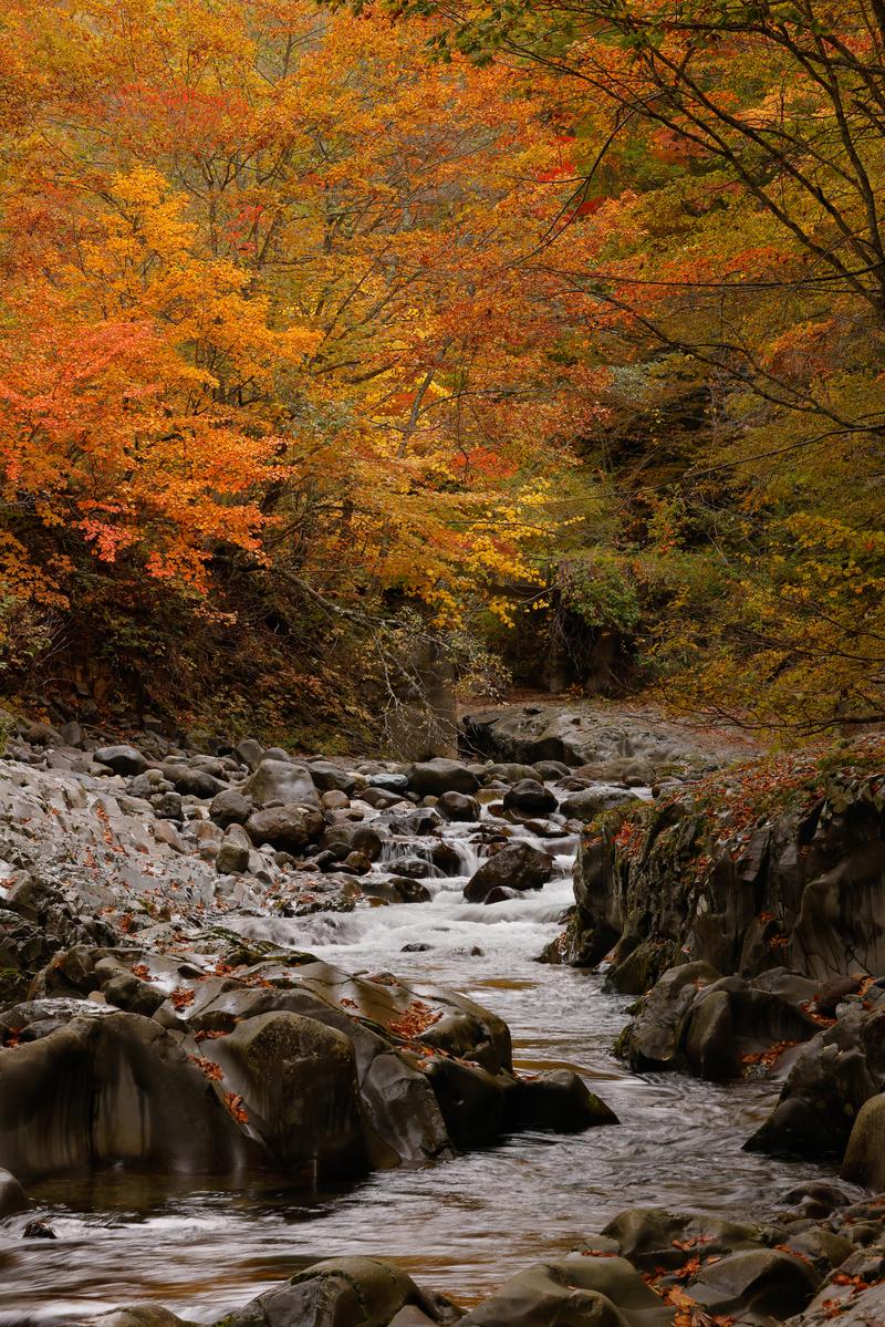 中津川渓谷で紅葉に包まれた清流が岩の間を流れ落ちる秋の風景