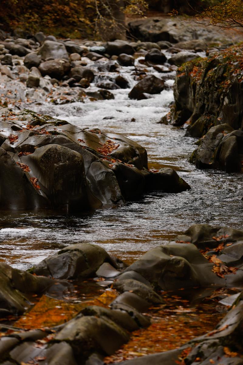 秋の落ち葉が積もった岩と水が流れる中津川渓谷