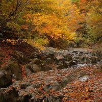 紅葉が奏でる中津川渓谷の旋律 岩盤と落ち葉が織りなす秋の渓流の写真