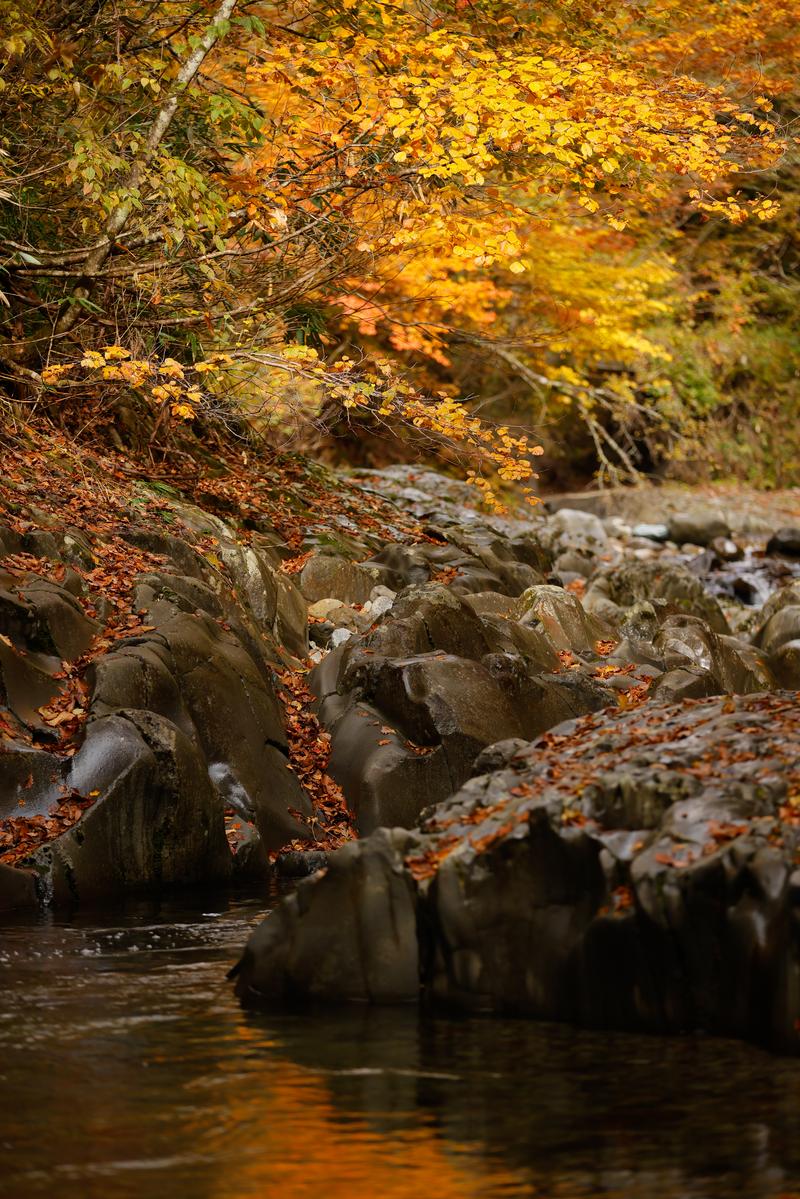 黄色く色づいた樹々が覆う中津川渓谷の渓流と苔むした岩場。秋の紅葉景観。