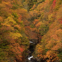 中津川渓谷の清流を囲む秋の紅葉 猪苗代町福島県の写真