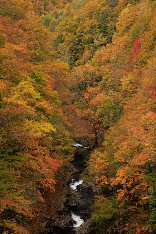 中津川渓谷の清流を囲む秋の紅葉 猪苗代町福島県