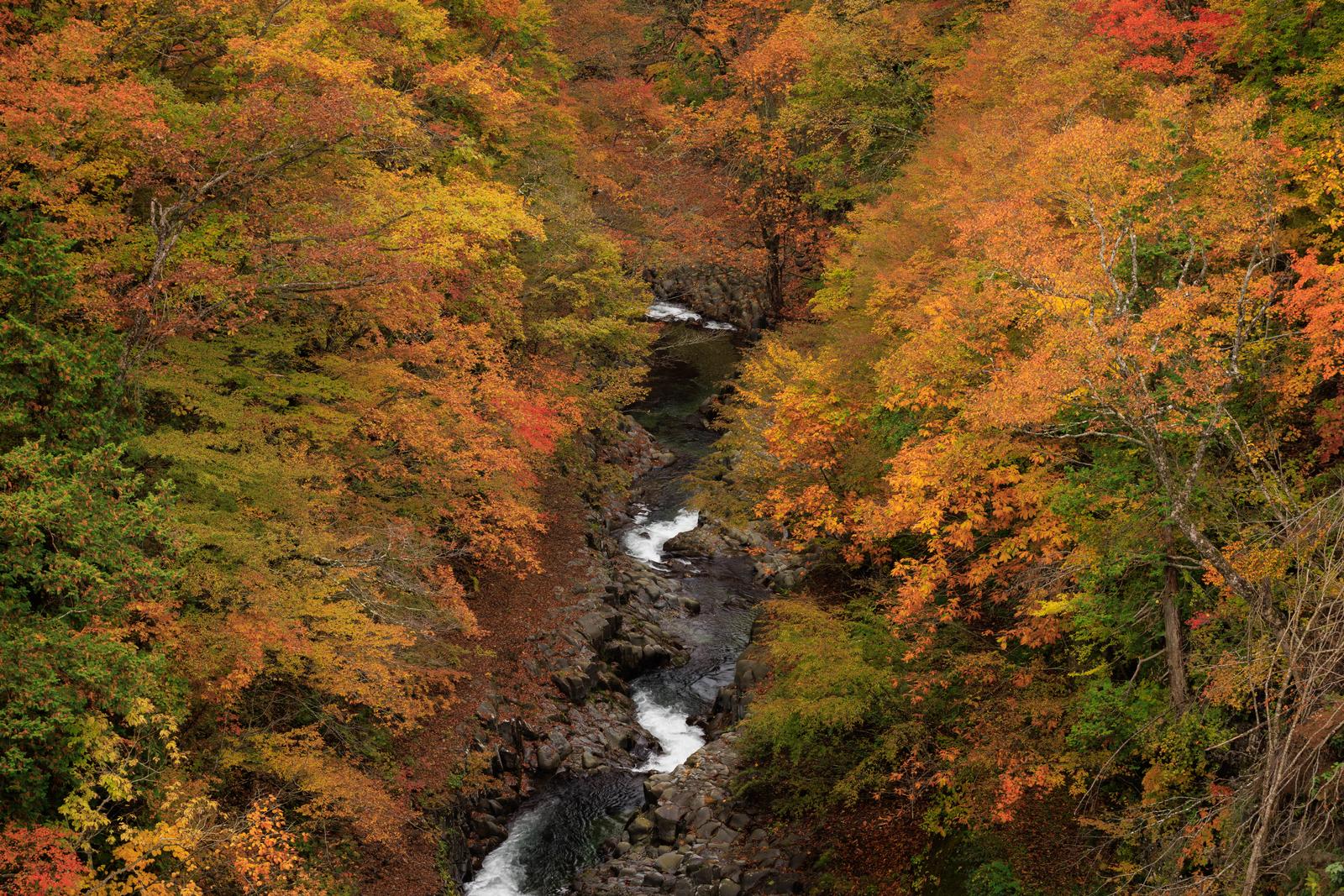 秋に紅葉する樹木に囲まれた中津川渓谷の清流