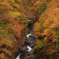 秋の中津川渓谷を彩る紅葉と清流｜猪苗代町の渓谷美の写真
