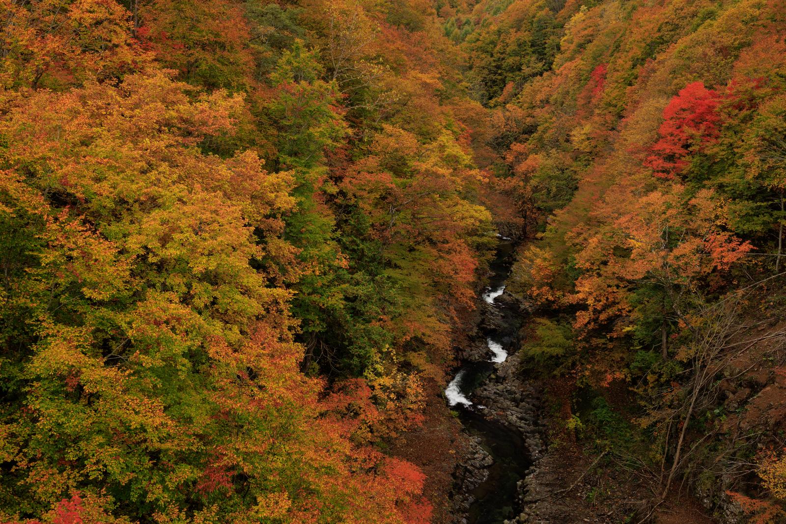 中津川渓谷を上空から撮影した紅葉と渓流のパノラマ風景