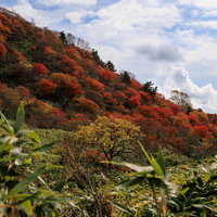 紅葉が彩る沼尻ルート稜線の秋の写真
