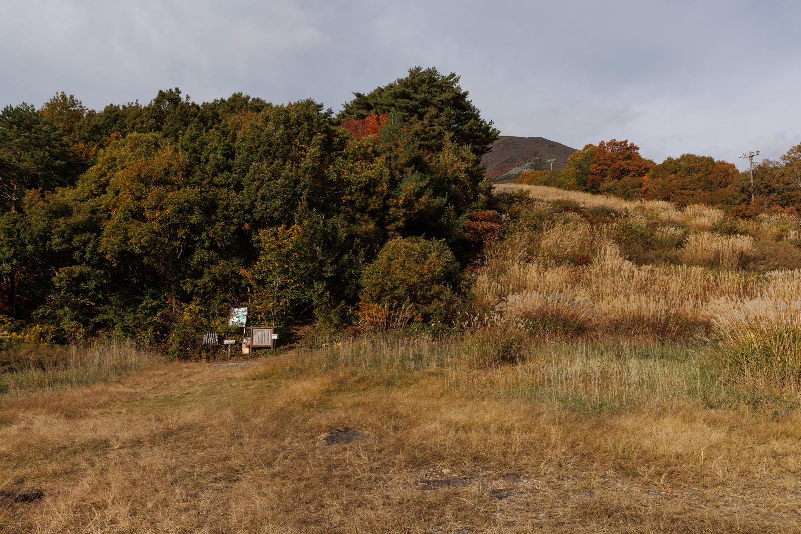 磐梯山の翁島登山口前に広がる秋の草原と、奥に見える紅葉した樹木