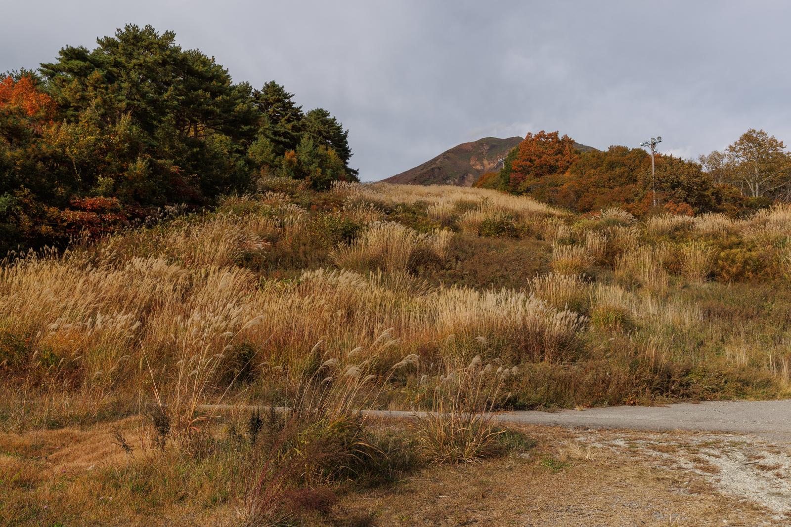 秋の磐梯山を背景に、ススキが群生する翁島登山口の草原