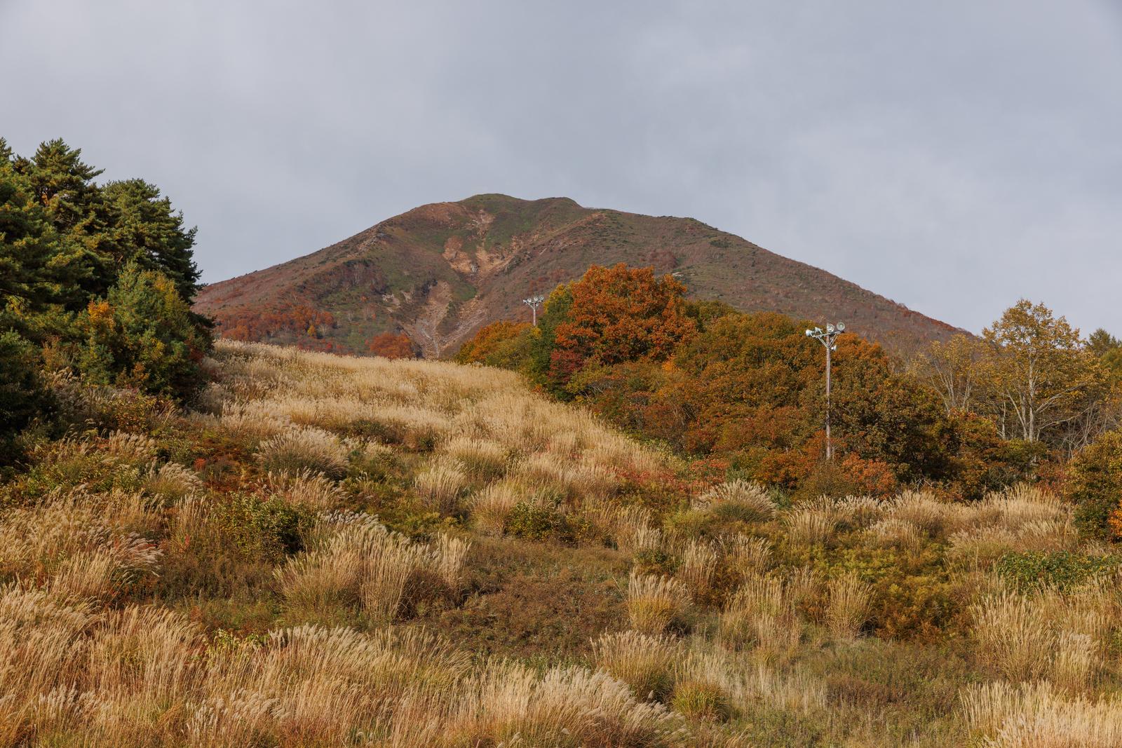 秋の翁島登山口の草原から望む磐梯山。ススキが広がり奥に紅葉した雑木林が見える