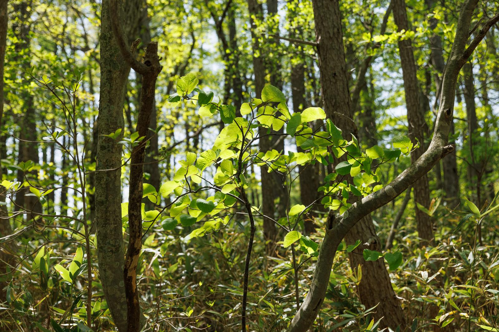 安達太良山麓の馬車道で、新緑の葉が生い茂る雑木林の中を進む道