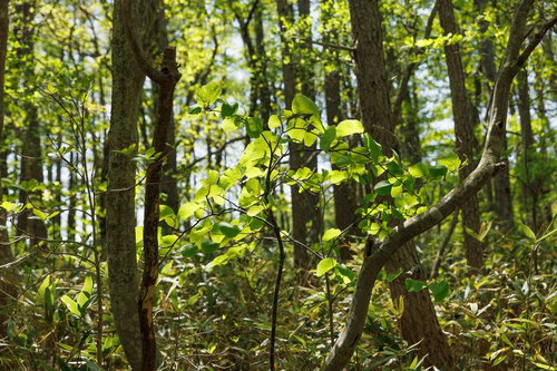 馬車道に茂る新緑の木々と安達太良山の自然