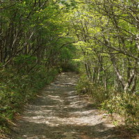 安達太良山の馬車道を彩る新緑の登山道、緑のトンネルの写真