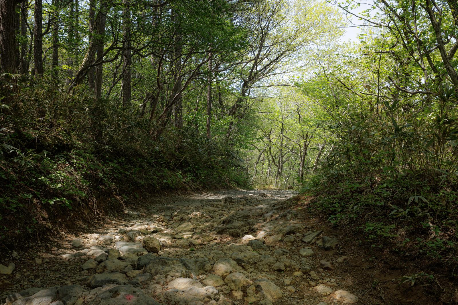 安達太良山の馬車道を歩く登山道。両側の樹木が新緑で覆われている