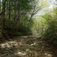 新緑に包まれた安達太良山の馬herbert車道を行く登山者の風景の写真