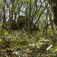 安達太良山の馬車道に残る新緑に囲まれた巨岩の写真