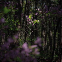 暗がりの馬車道の新緑に咲く野生の紫色の花の写真