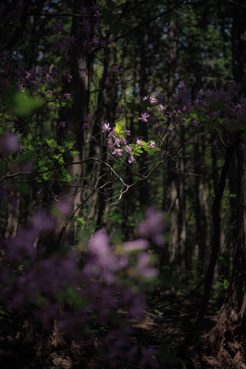 暗がりの馬車道の新緑に咲く野生の紫色の花