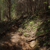 新緑の季節、木漏れ日差す安達太良山の馬車道登山道の写真